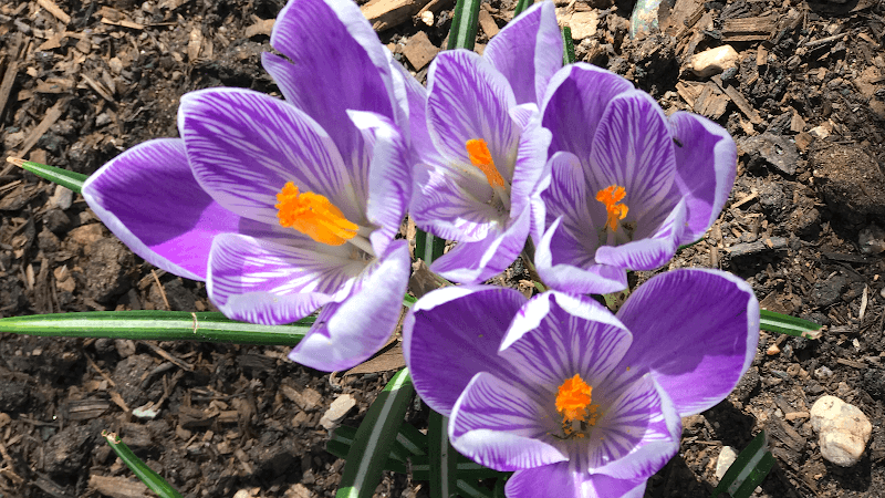 ABQ BioPark Botanic Garden