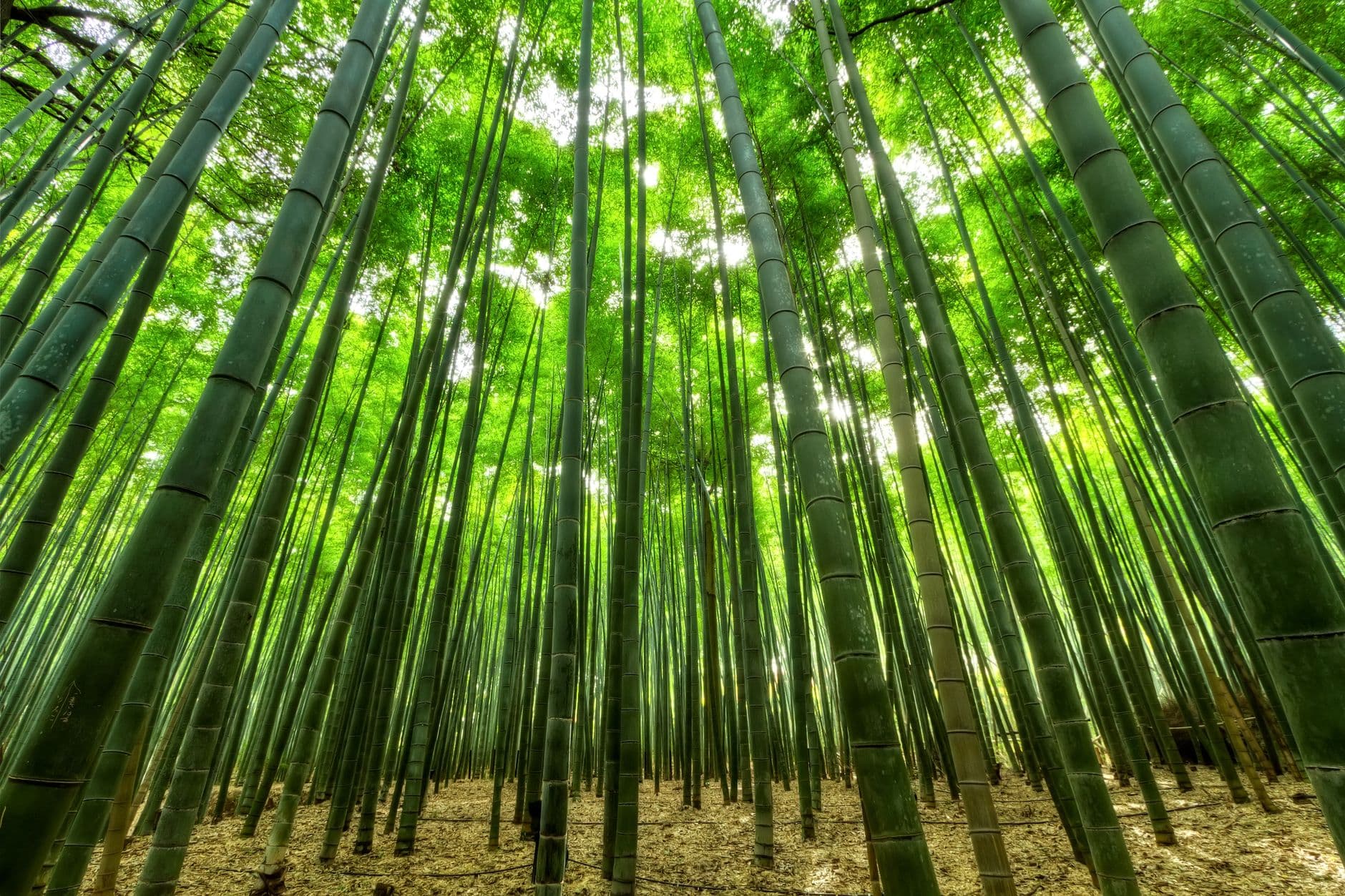 Arashiyama
