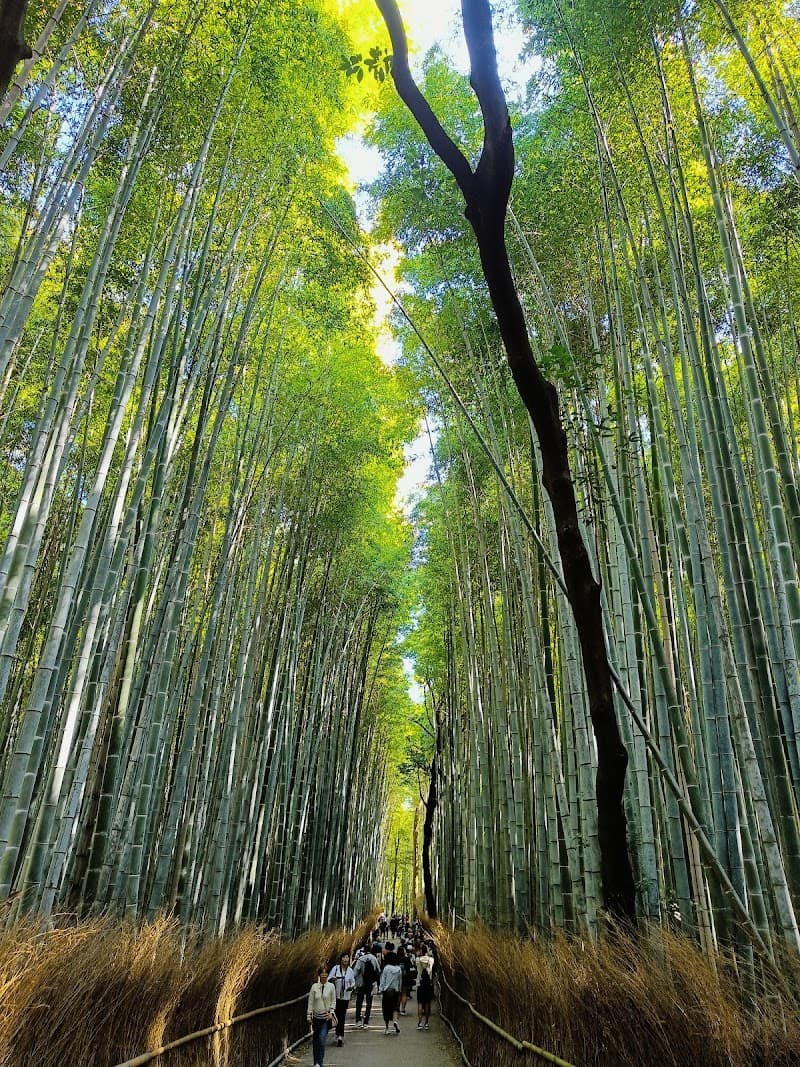 Arashiyama Bamboo Grove