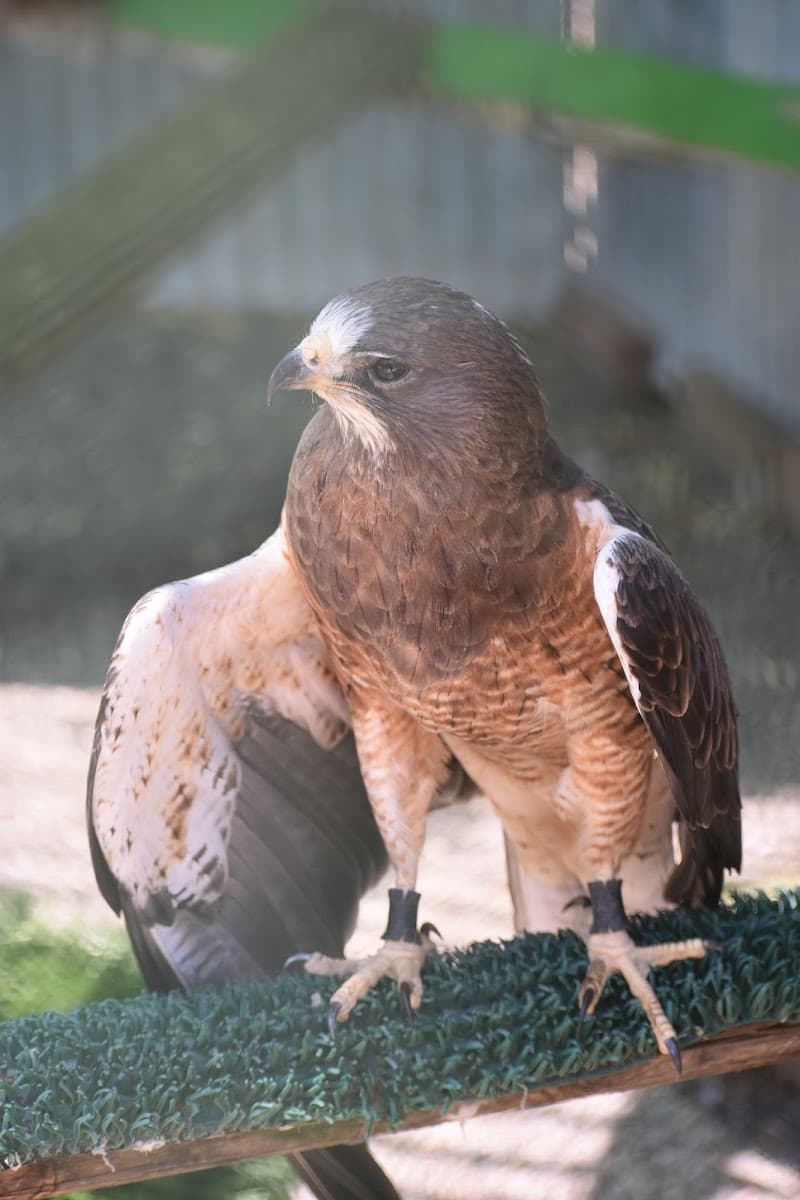 California Raptor Center