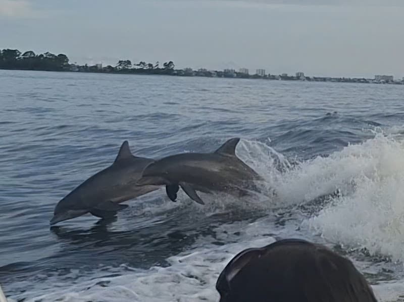 Dolphin Cruises Orange Beach