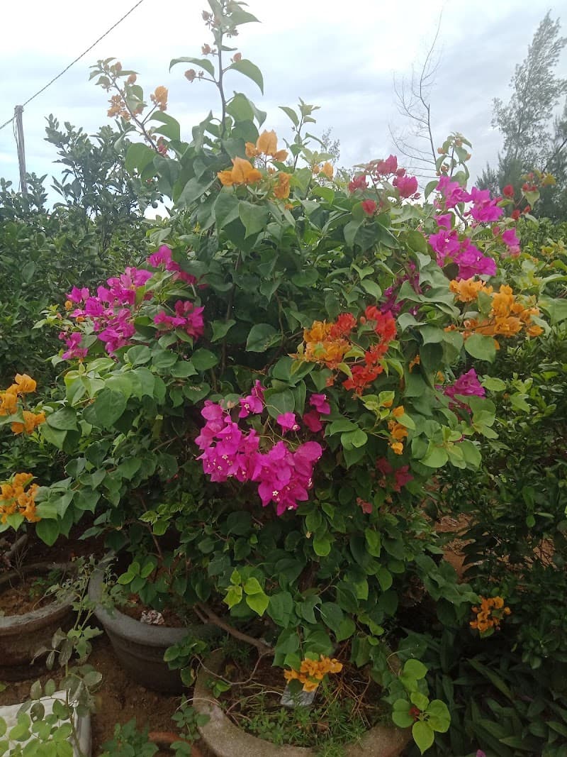 Duy Hai or Thanh Ha Fish Markets