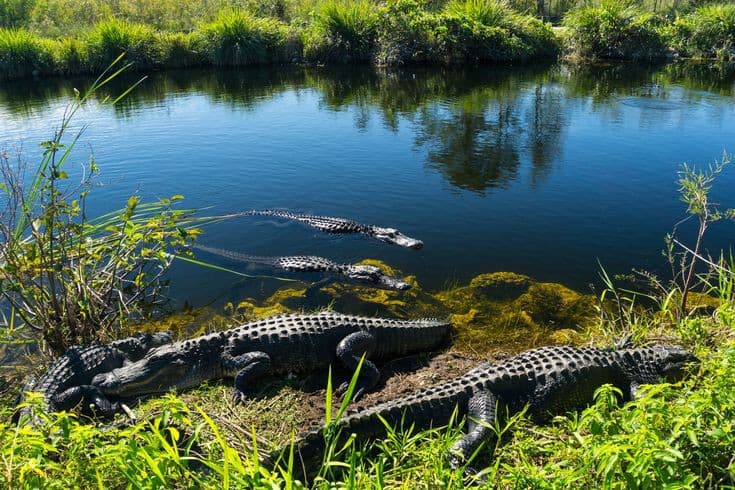 Everglades National Park