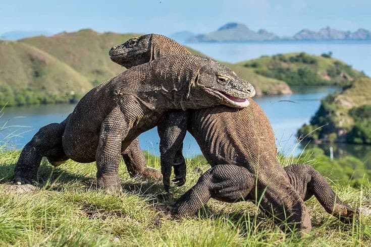 Komodo National Park
