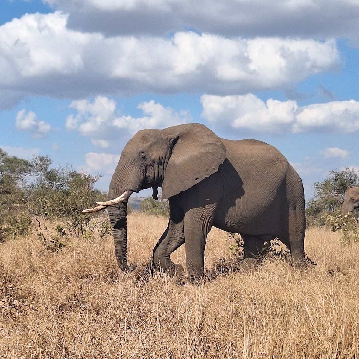 Kruger National Park