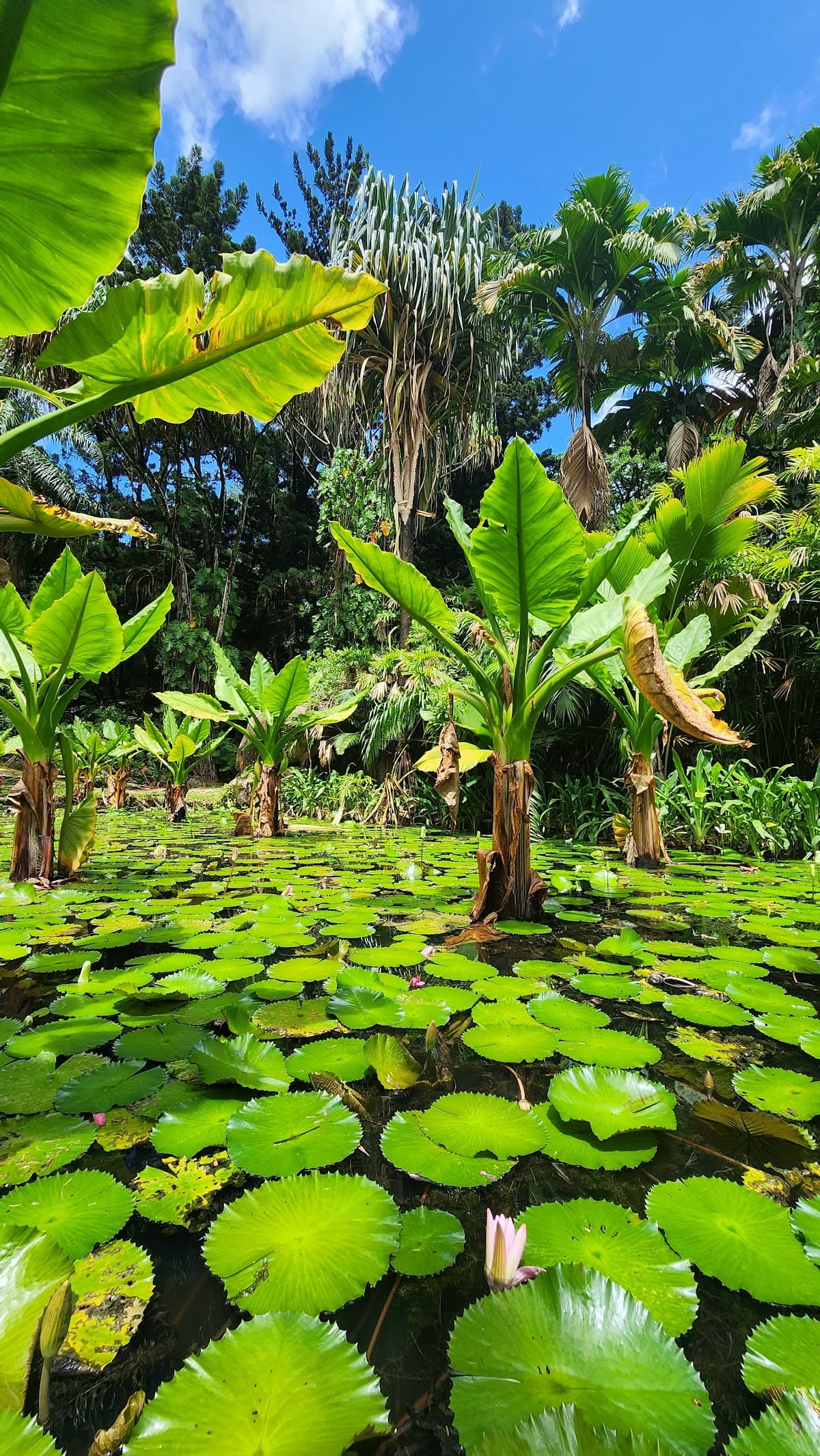 Seychelles National Botanical Gardens