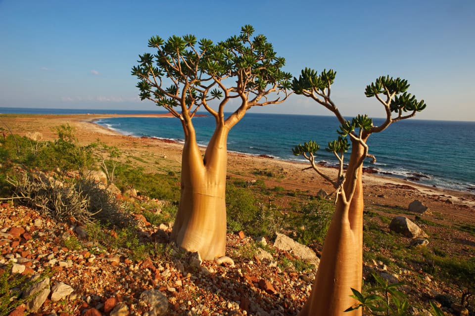 Socotra Island