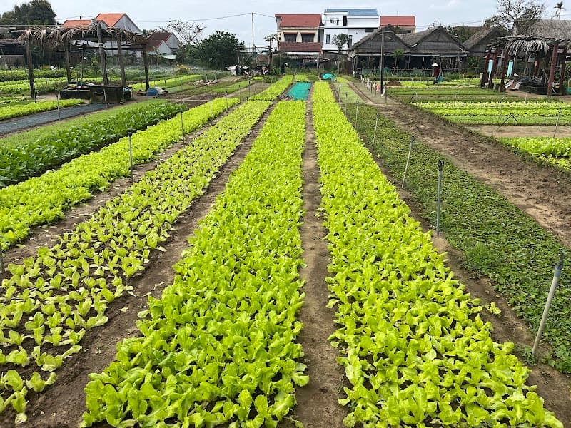 Tra Que Vegetable Village