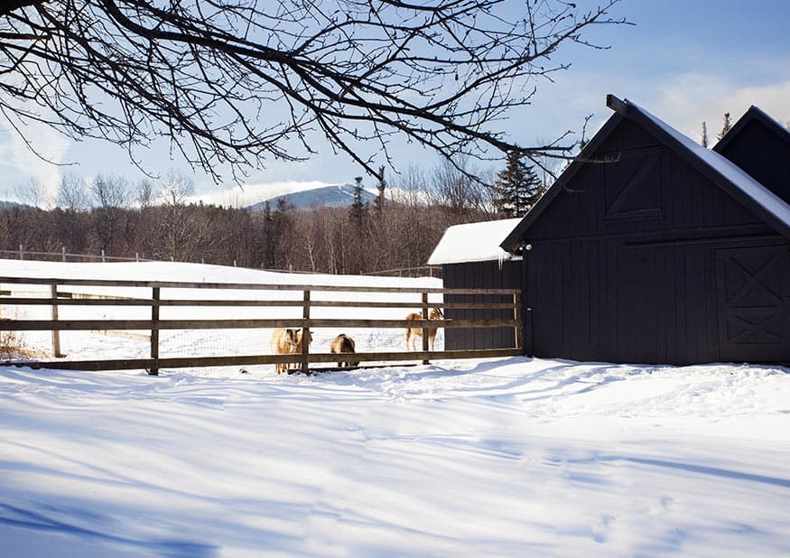 Barnhouse King