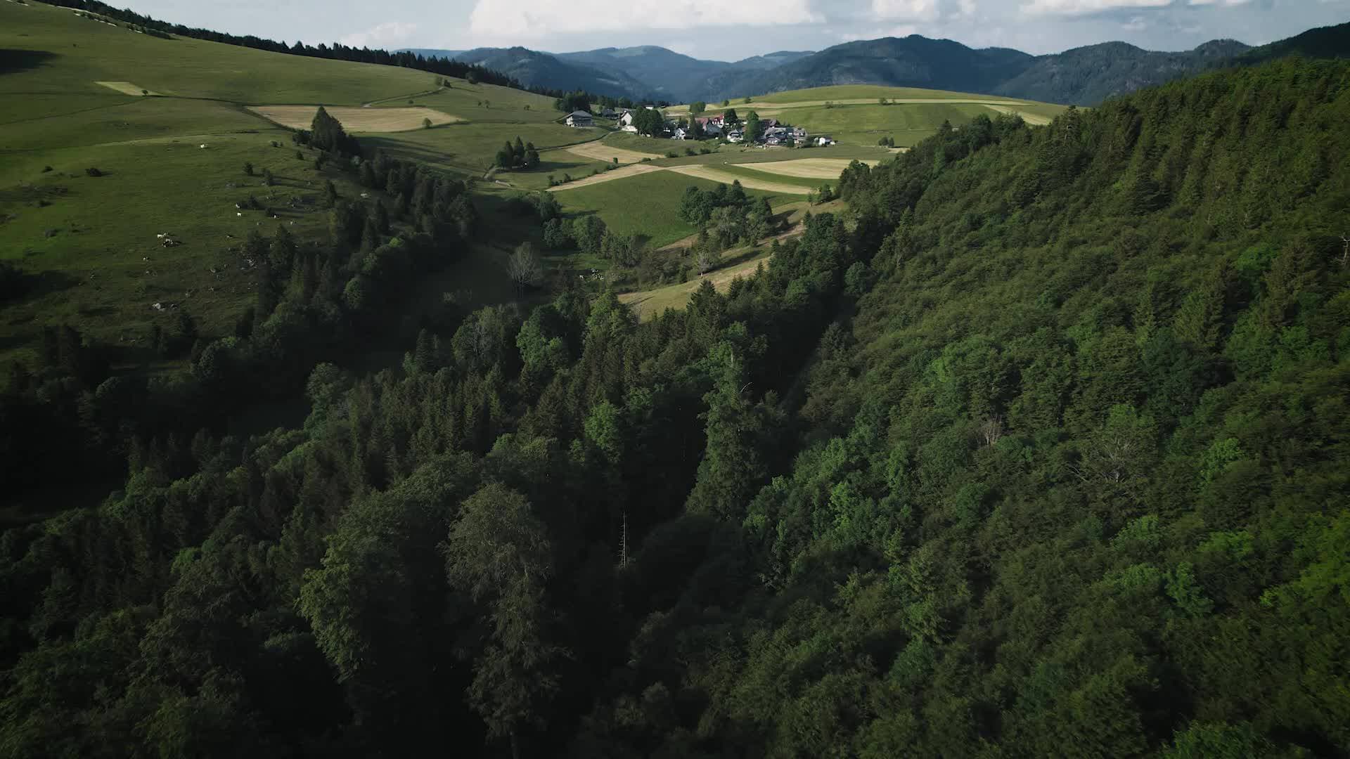 derWaldfrieden