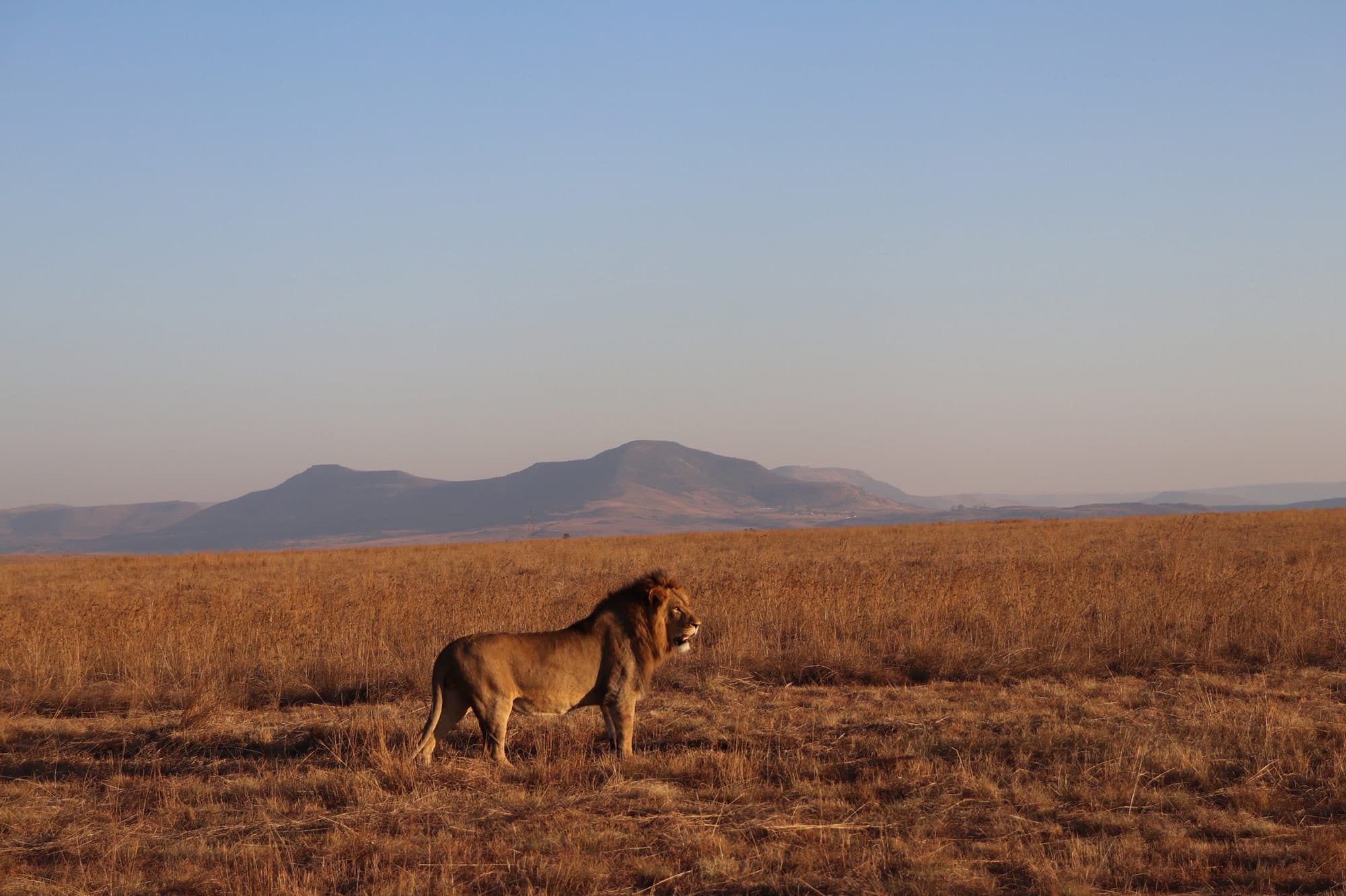 Lion Suite