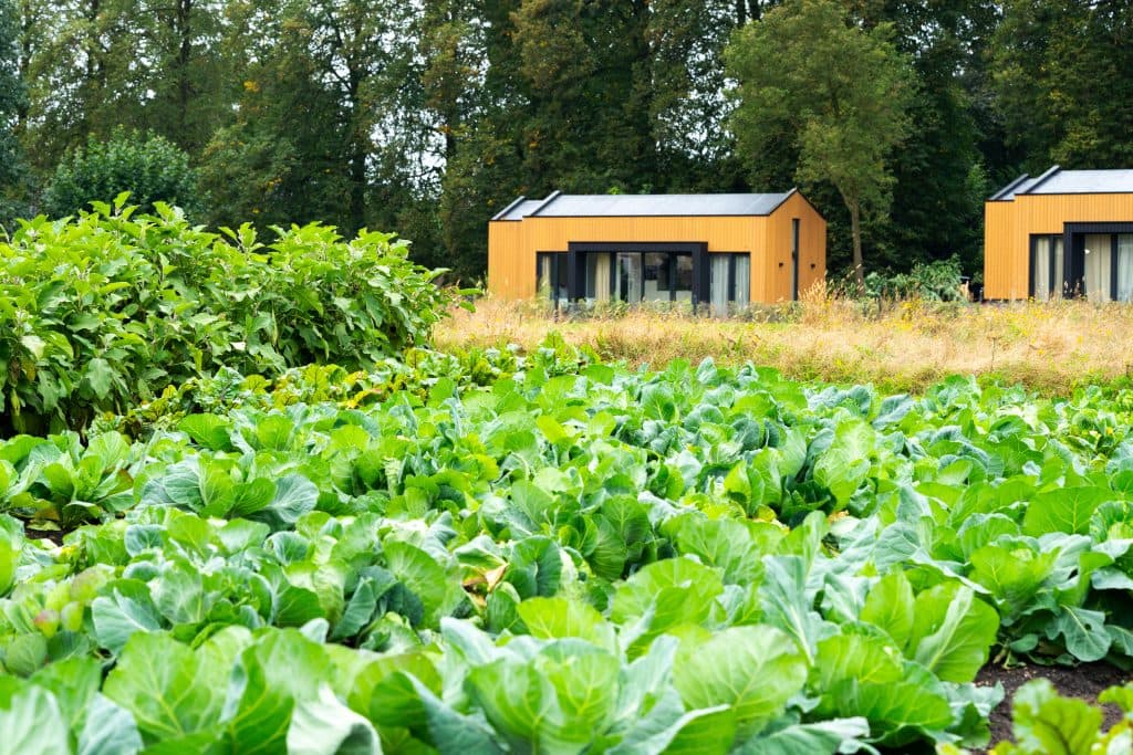Eco Lodge