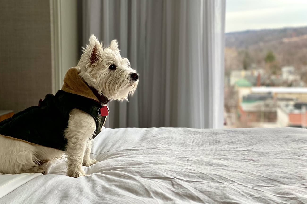 King Guest Room