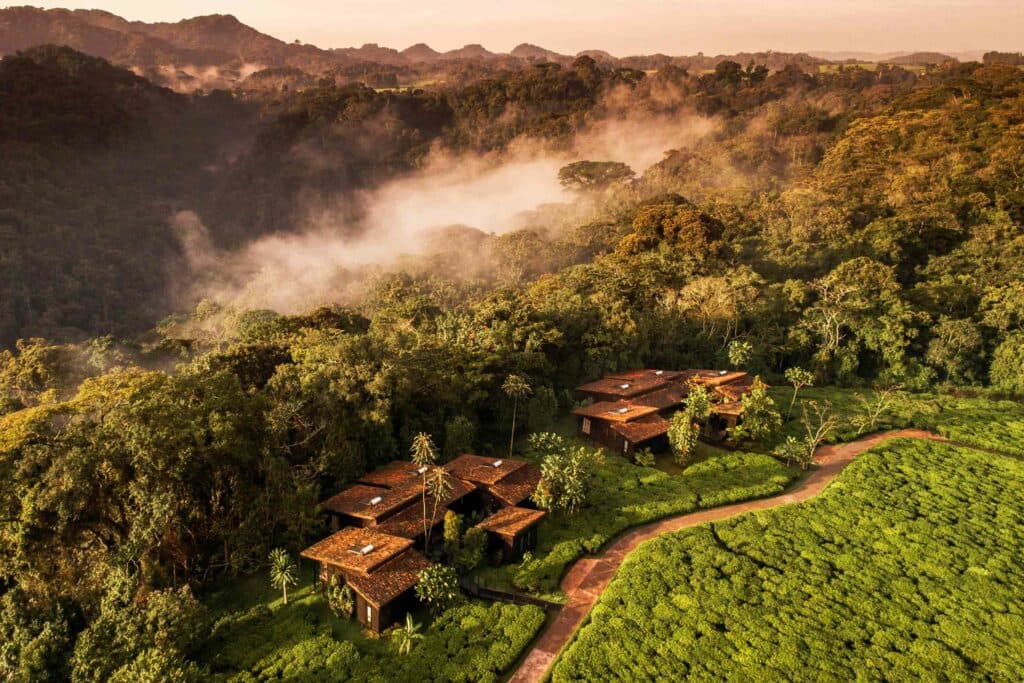 Canopy Treehouse