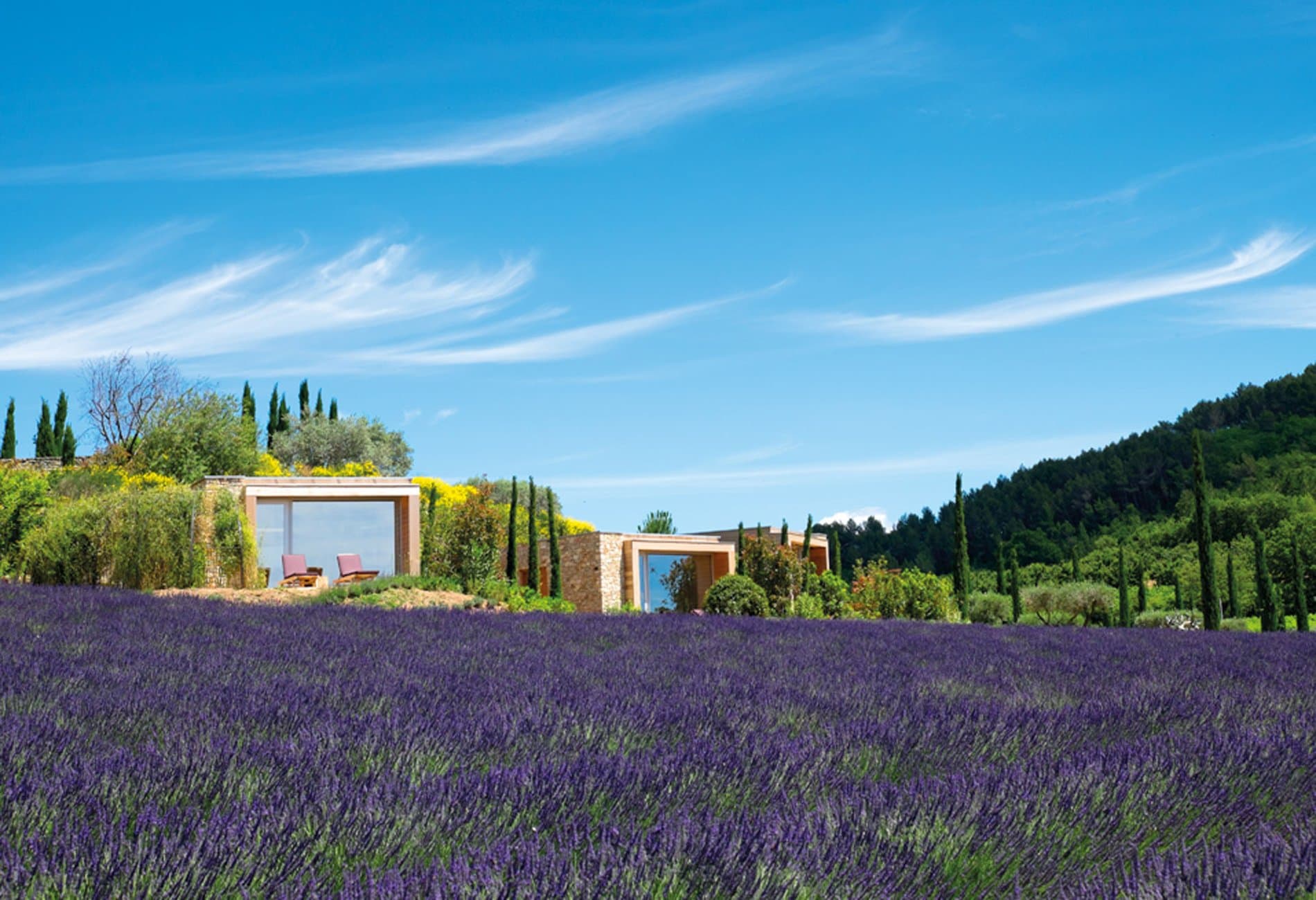 Lavender Suite Nature