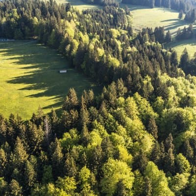 Schwalbennest