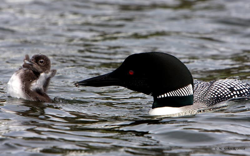 Adirondack Center for Loon Conservation