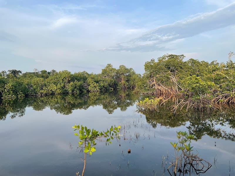 Akanda National Park Mangrove Excursion (from Libreville side)
