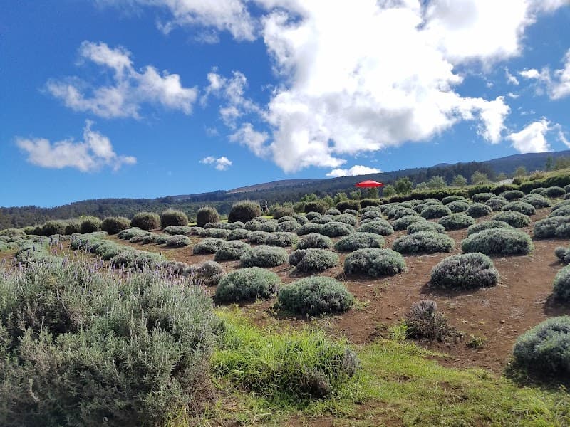 Ali'i Kula Lavender Farm
