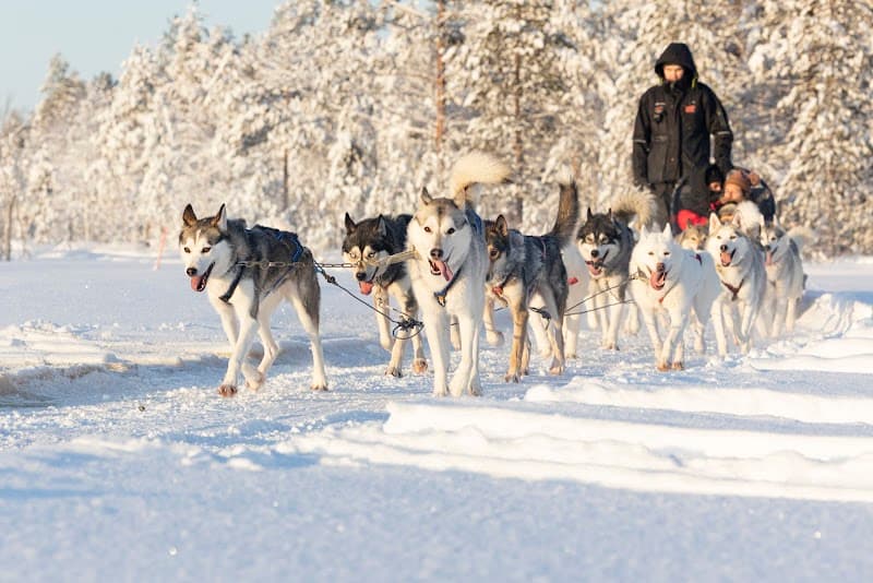 Arctic Circle Husky Park