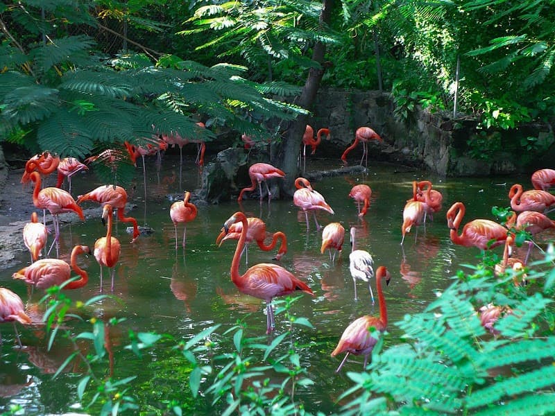 Ardastra Gardens Zoo