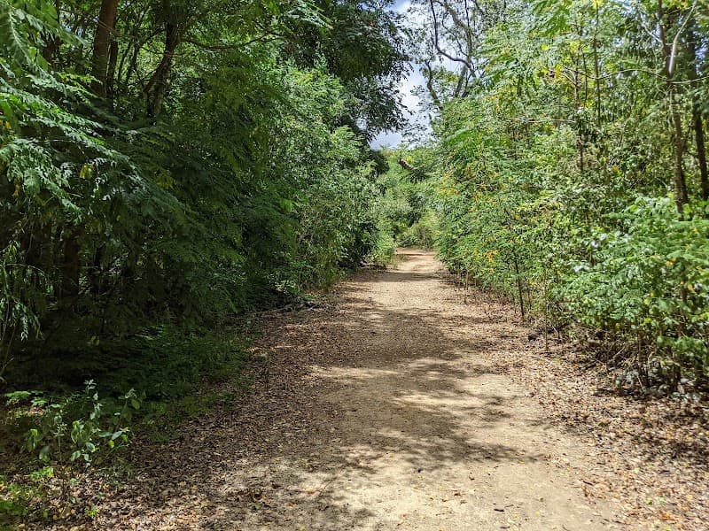 Arecibo Cambalache Forest