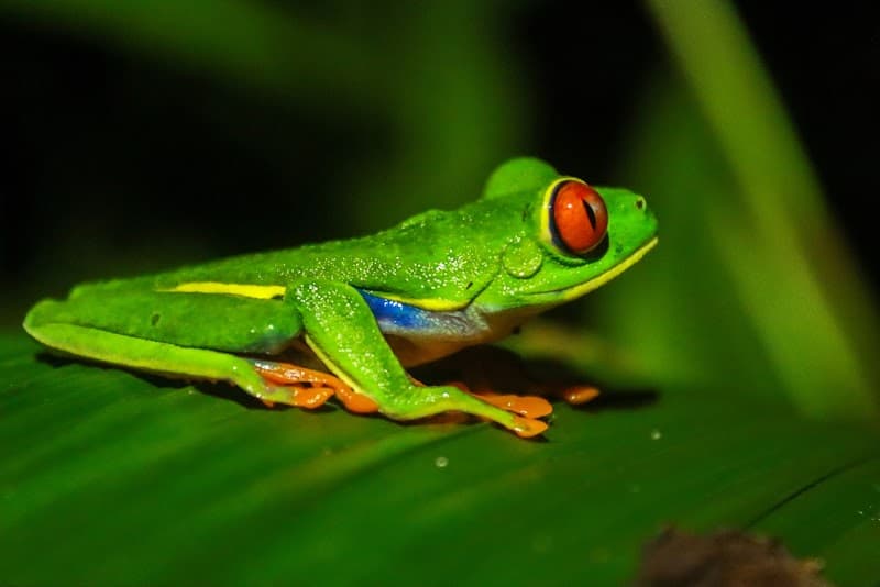 Arenal Natura Ecological Park Night Walk