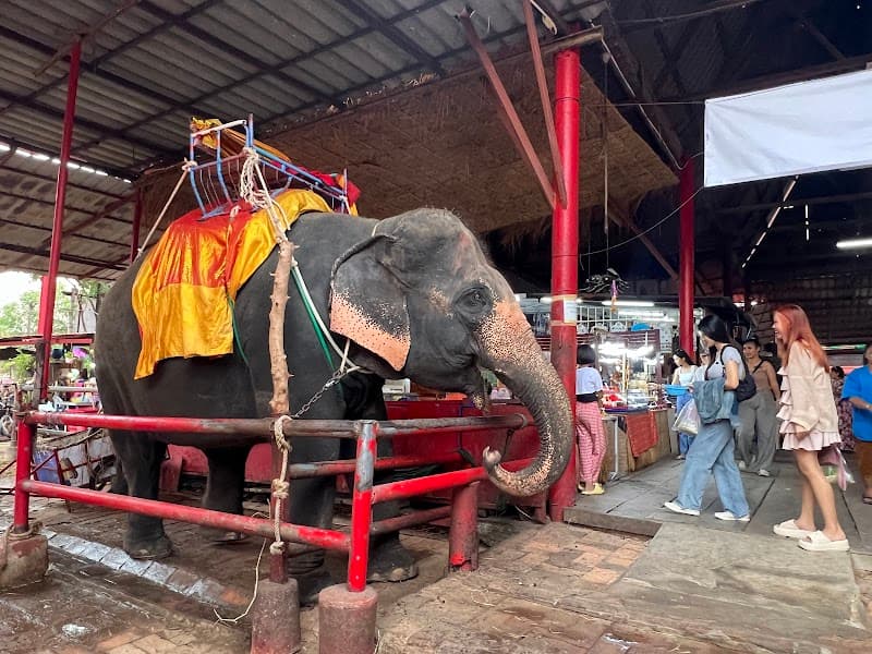 Ayutthaya Elephant Village (No-Ride, Observation Only)