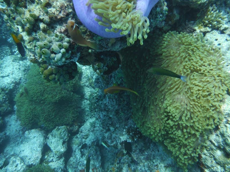 Bandos House Reef Snorkel