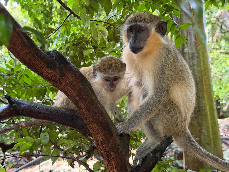 Barbados Wildlife Reserve Cycle