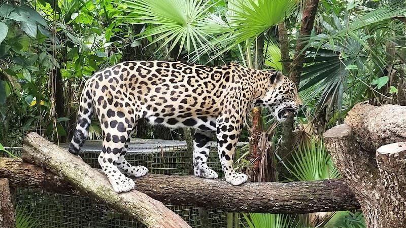 Belize Zoo Free Explore