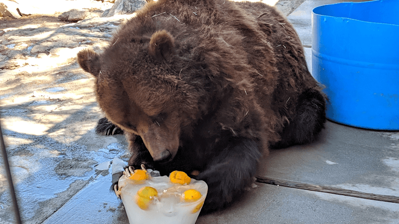 Big Bear Alpine Zoo