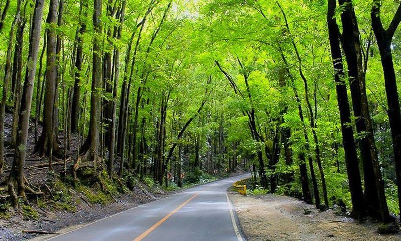 Bilar Man-Made Mahogany Forest