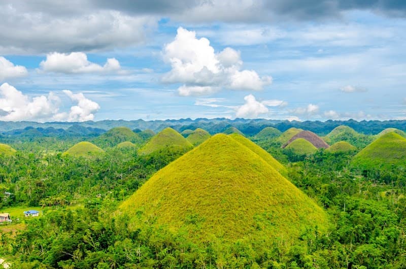 Bohol: Chocolate Hills, Tarsier, and Loboc River Tour