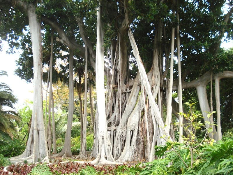 Botanischer Garten (Jardín Botánico)