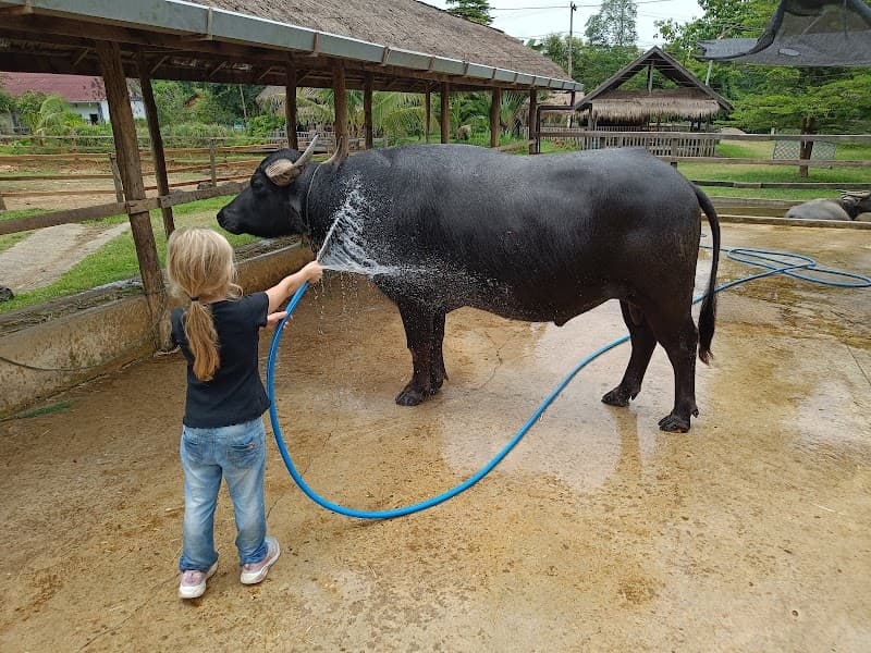 Buffalo Dairy Farm Stop