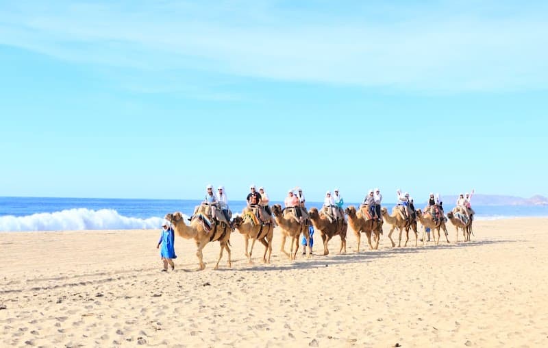 Camel Safari Adventure