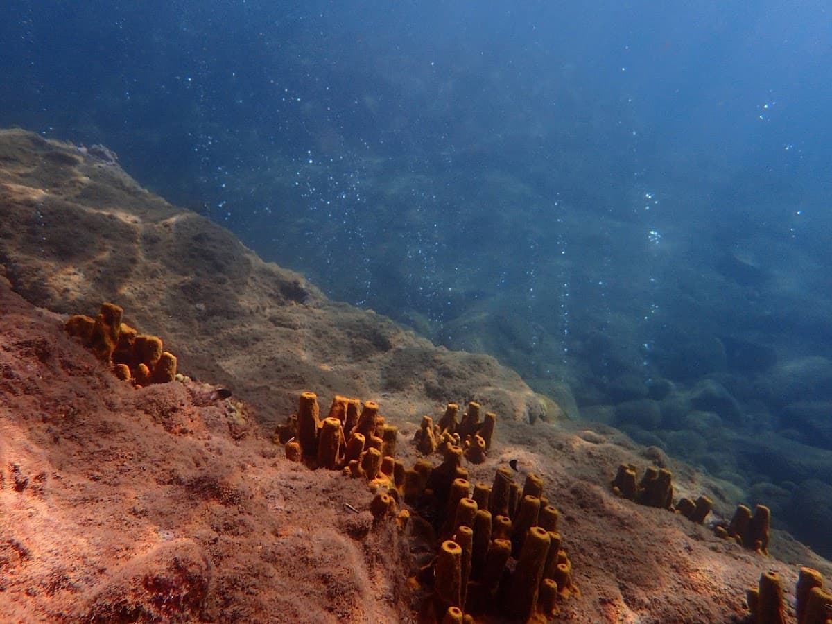 Champagne Reef Snorkel