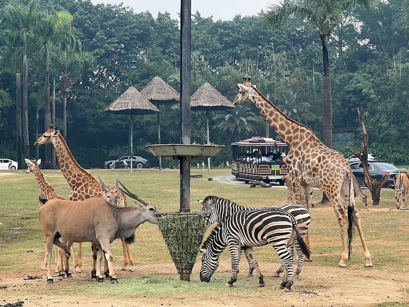 Chimelong Safari Park Free-Explore Time
