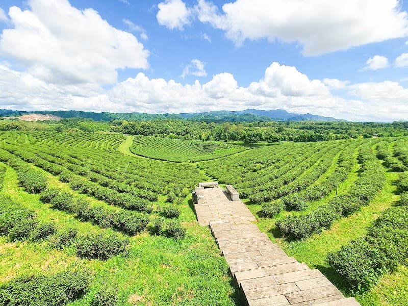Choui Fong Tea Plantation Café (Halal-Friendly Options)
