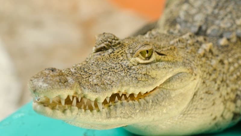 Croco Cun Zoo Snack Bar