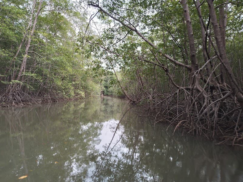 Damas Island Mangrove Kayak Tour