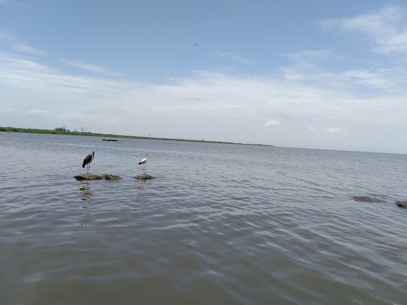 Dunga Boardwalk & Wetland Birding