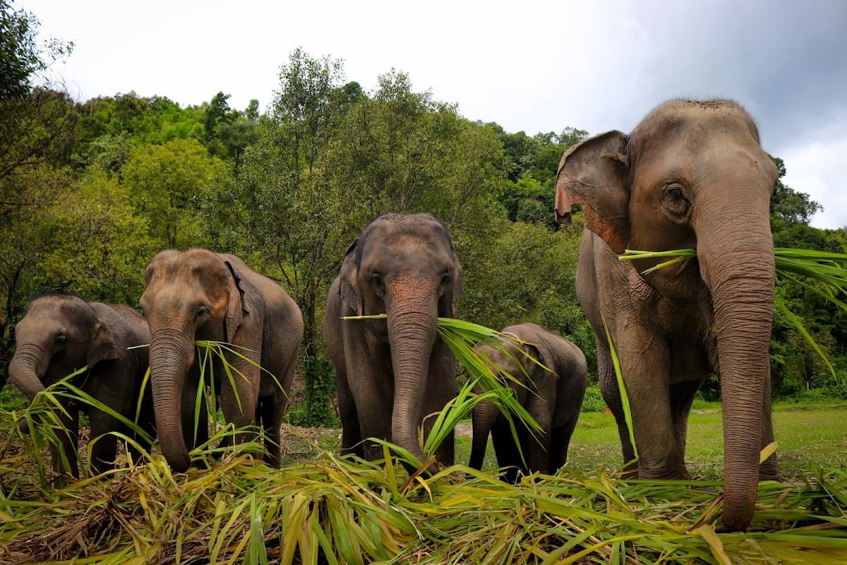 Elephant Jungle Sanctuary Tour