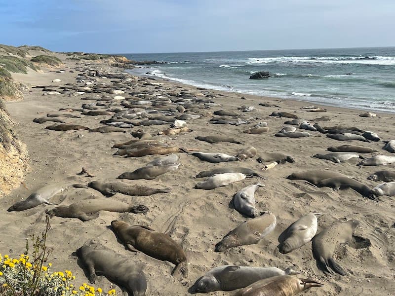 Elephant Seal Vista Point