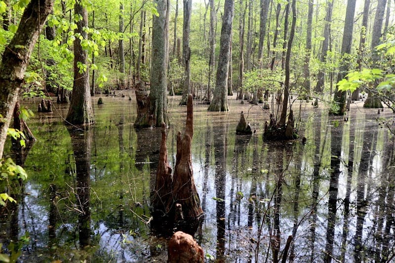 First Landing State Park – Live Oak & Cypress Trails
