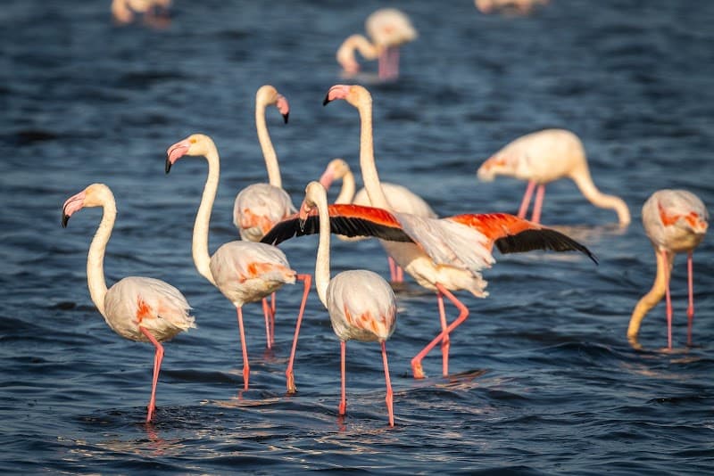 Flamingo Lagoon and Wetland Walk