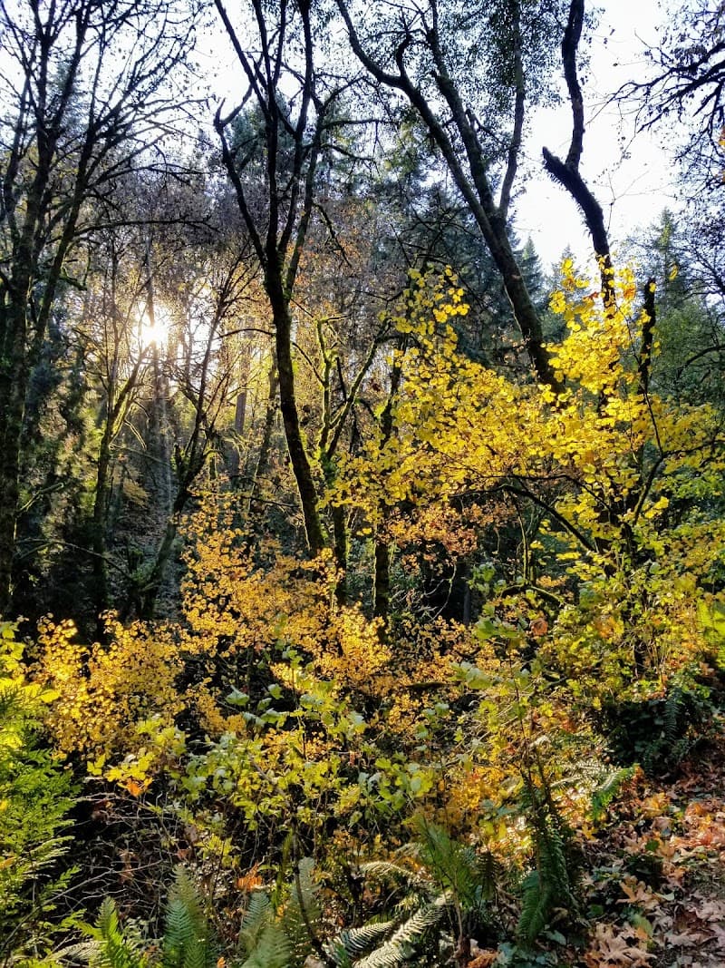 Forest Park Urban Hiking Tour