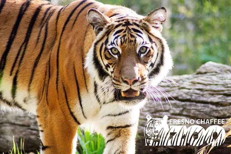 Fresno Chaffee Zoo