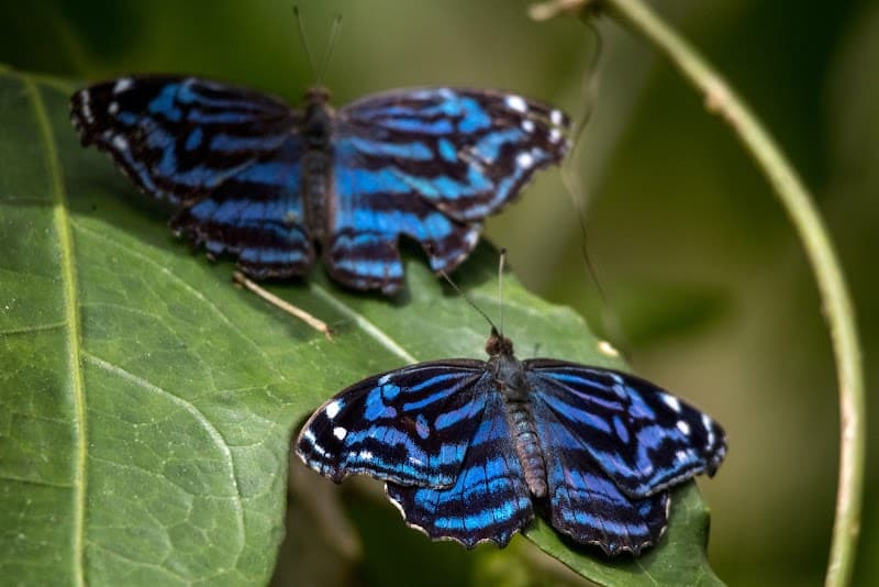 Green Hills Butterfly Ranch